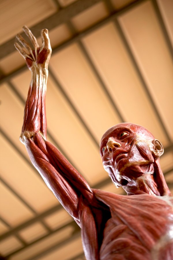 Mannequin homme pour musées : variété et qualité au rendez-vous